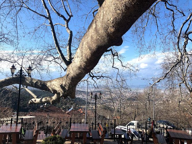Tarihi Doğu Çınarı